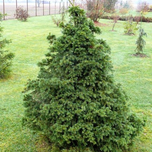 Picea abies 'Räpina' - Harilik kuusk 'Räpina' C2/2L